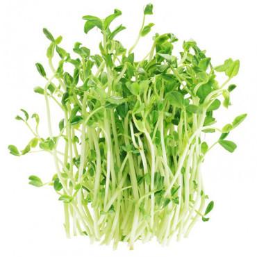 有机种植 火锅必备<br>本地农场豌豆苗