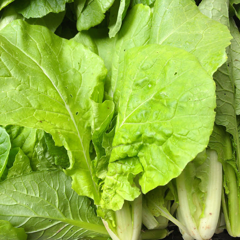 有机方式种植<br>老吴农场超嫩小白菜