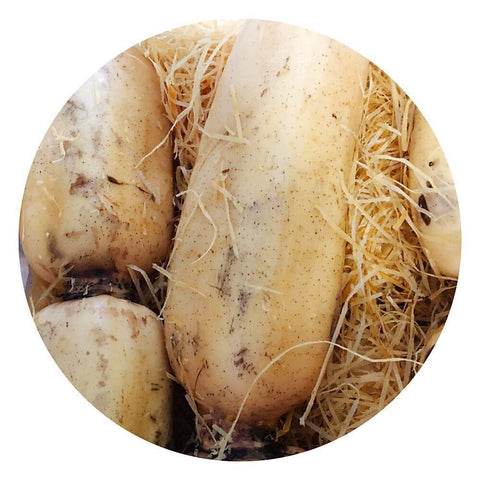 时令-新季鲜莲藕<br>Lotus root