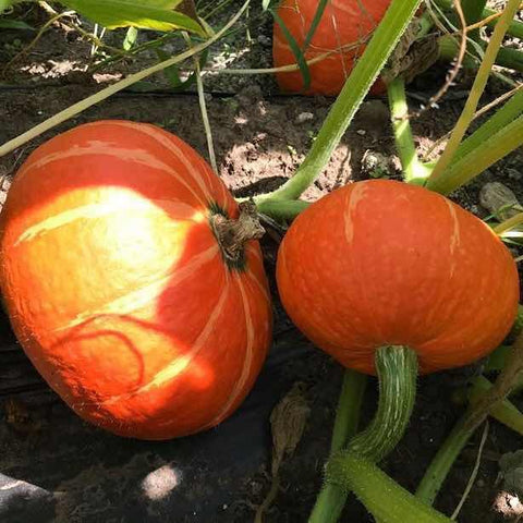 有机方式种植<br>老吴农场金沙甘栗南瓜