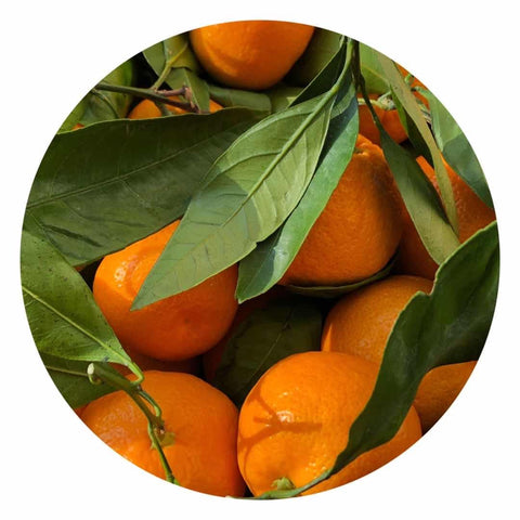 时令-爆汁带叶桔子王<br>Mandarin w/leaves