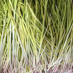 有机方式种植<br>老吴农场蒜黄