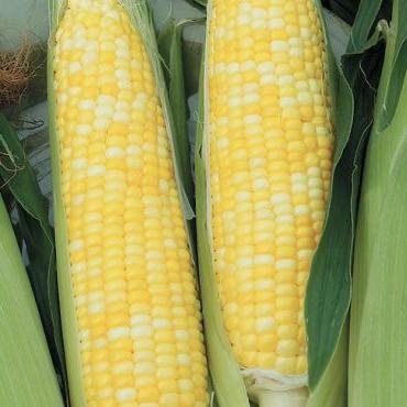 非转基因鲜甜玉米<br>Bi colour Corn(NON-GMO)