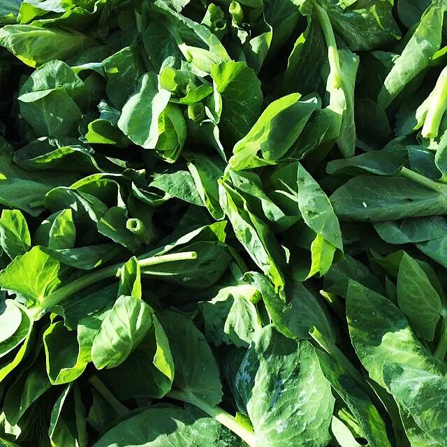 精选大叶嫩豆苗<br>Selected Snow Pea Sprout