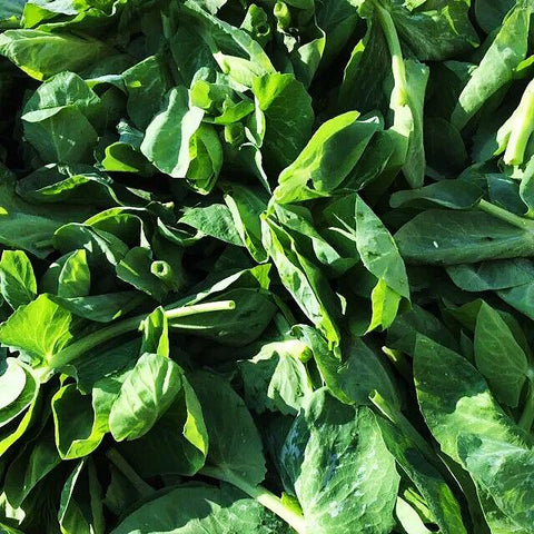精选大叶嫩豆苗<br>Selected Snow Pea Sprout