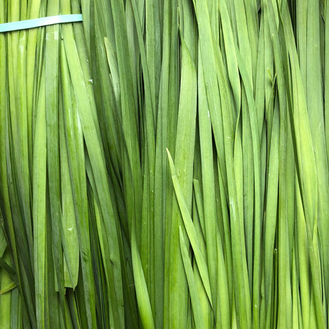 韭菜<br>Chinese Chive