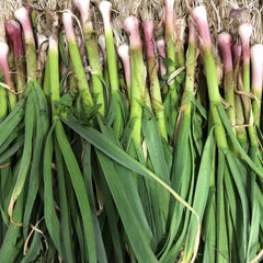 有机方式种植<br>老吴农场青蒜(蒜苗)