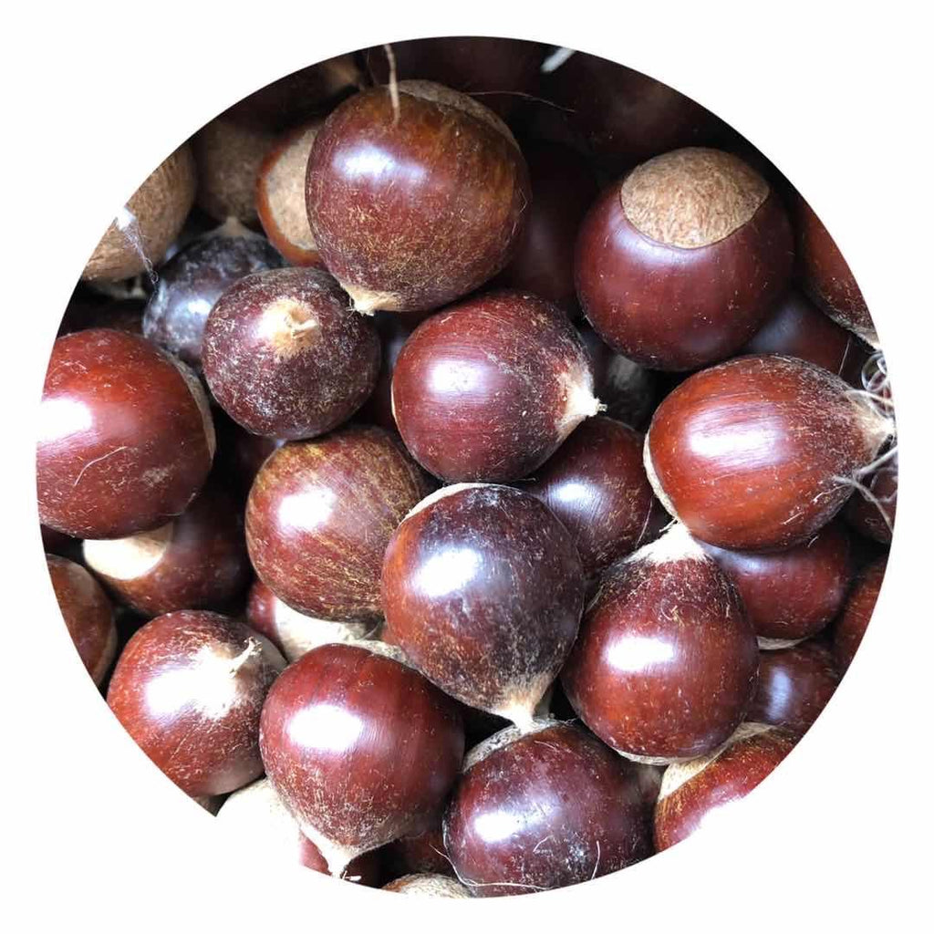 新鲜锥栗<br>Fresh Chestnut