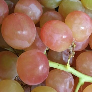 玫瑰香葡萄<br>Muscat Beauty Grapes