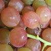 玫瑰香葡萄<br>Muscat Beauty Grapes