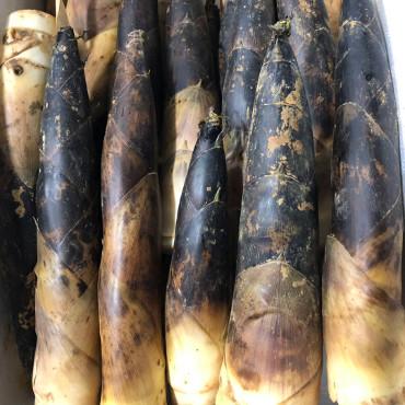 空运四川春雷鲜笋<br>Spring Bamboo Shoots (by air)