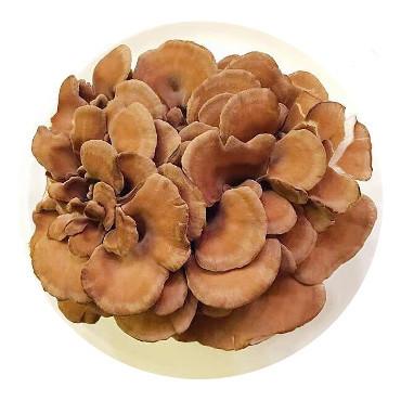 有机舞菇<br>Organic Maitake